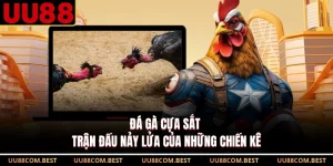 Đá Gà Cựa Sắt - Trận Đấu Nảy Lửa Của Những Chiến Kê