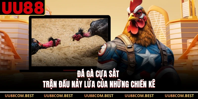 Đá Gà Cựa Sắt - Trận Đấu Nảy Lửa Của Những Chiến Kê