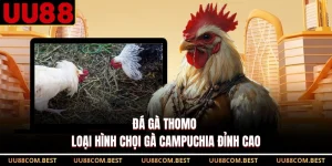 Đá Gà Thomo - Loại Hình Chọi Gà Campuchia Đỉnh Cao